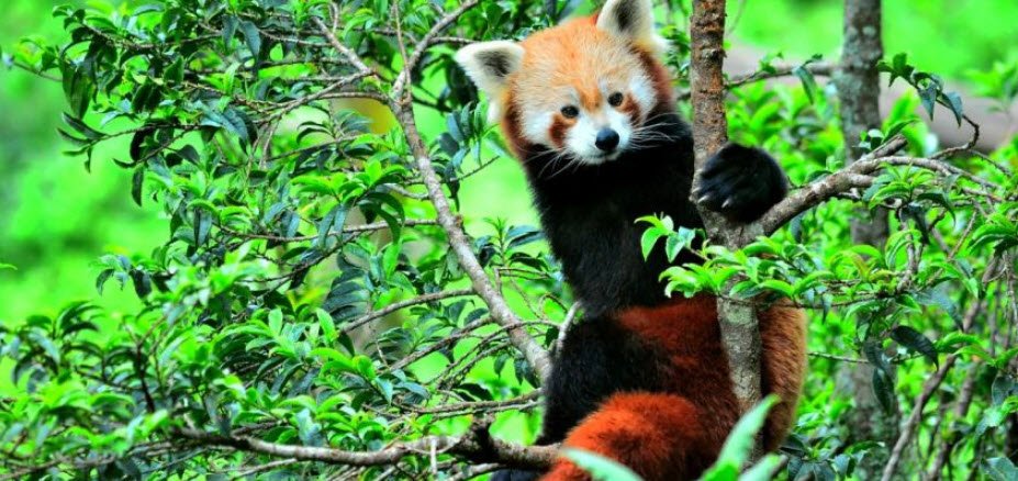 Maenam Wildlife Sanctuary, South Sikkim, Sikkim - Vushii.com Maenam Wildlife Sanctuary, South Sikkim, Sikkim - Vushii.com